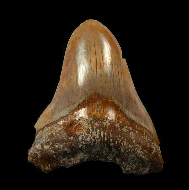 How the Largest Megalodon Tooth Ever Found Challenges Theories on Shark Size