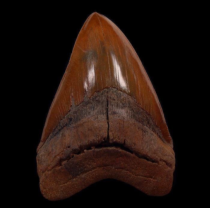 Why Collectors Consider North Carolina Megalodon Teeth a “Holy Grail” Fossil