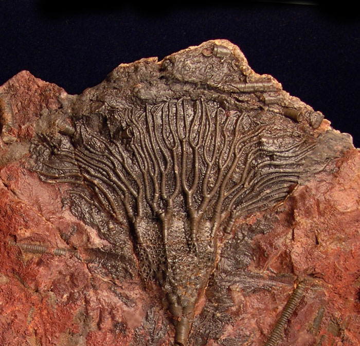 What Makes Our Crinoid Fossils Truly Exceptional?