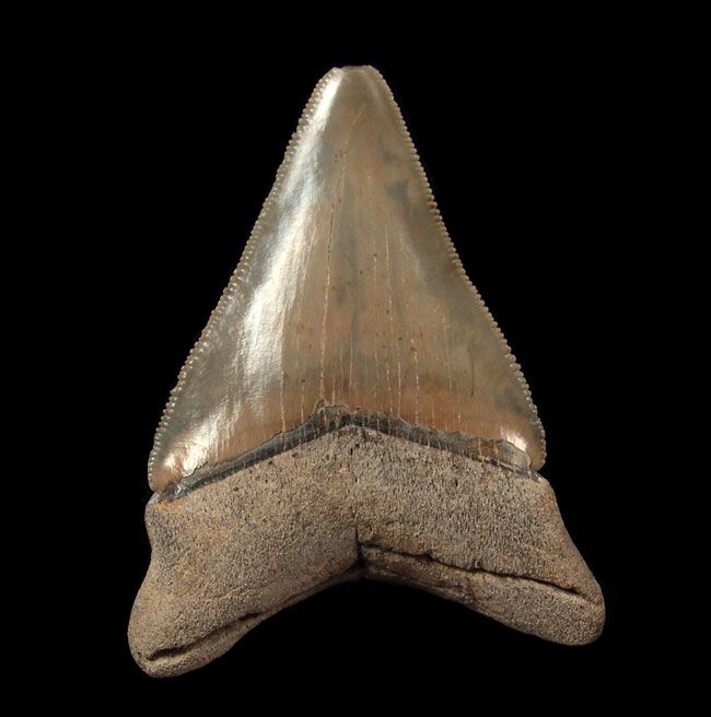 The Collector’s Deep-Sea Grail: What Makes the Aurora Megalodon Tooth an Unequalled Find