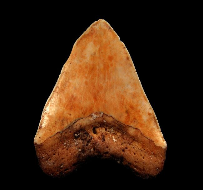 Why Carcharocles megalodon – New Caledonia Teeth Are the Rarest Collector’s Prize