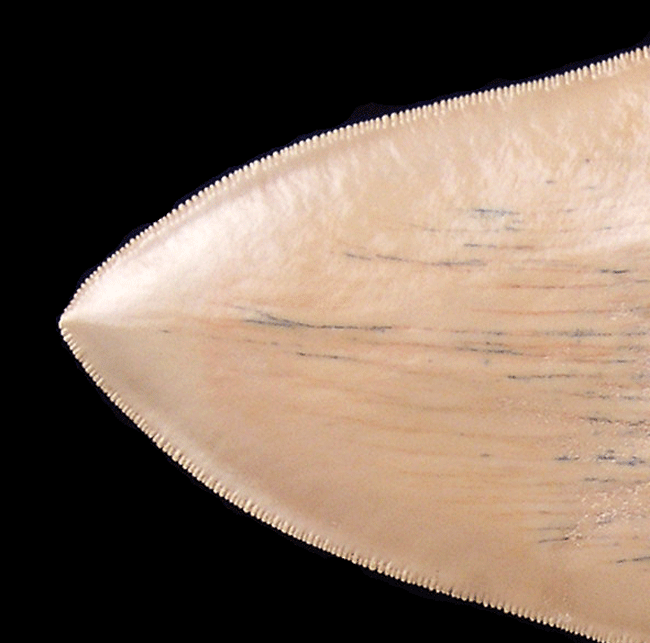 Why Caribbean Megalodon Teeth Are the Paleontological Equivalent of a Blue Diamond