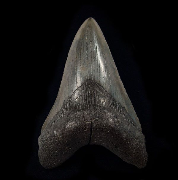 How to Verify the Authenticity of a Megalodon Tooth Before You Buy
