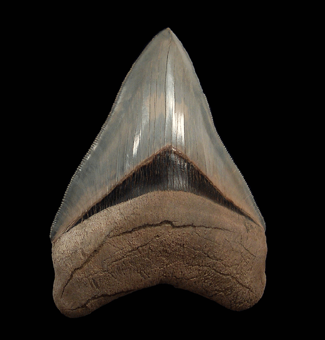 From Ocean Giants to Young Minds—What the Otodus megalodon from Lee Creek Teaches About Discovery