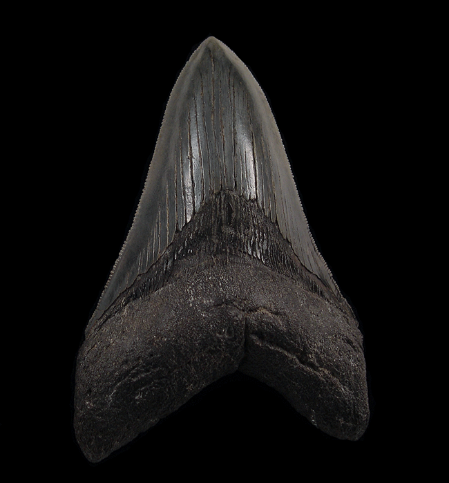 Learning from the Past—How Sharktooth Hill Megalodon Tooth Fossils Teach Kids About Evolution