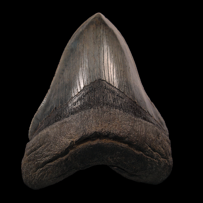 Why Otodus Megalodon Fossils Are Perfect Learning Tools for Aspiring Young Scientists