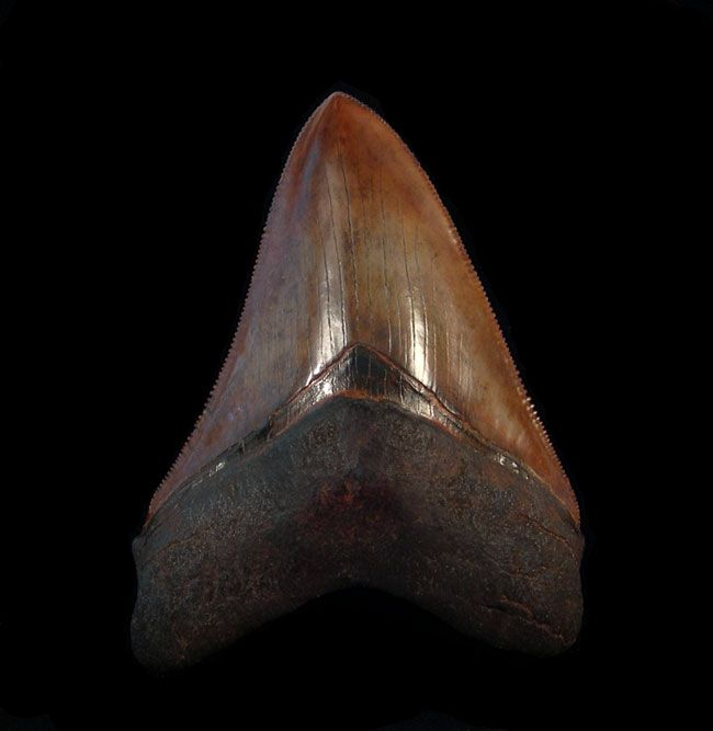 Why Are Aurora Megalodon Teeth Considered the Crown Jewels of Fossil Collecting?