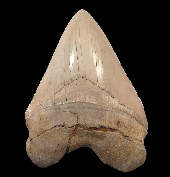 What Makes Sharktooth Hill Fossils So Fascinating?