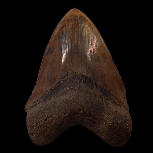 How to Spot an Unrepaired Megalodon Tooth from North Carolina?