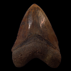 How To Tell a High-Grade Megalodon Tooth From North Carolina Apart?