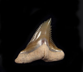 What Explains the Shape and Price Gaps in Snaggletooth Shark Teeth?