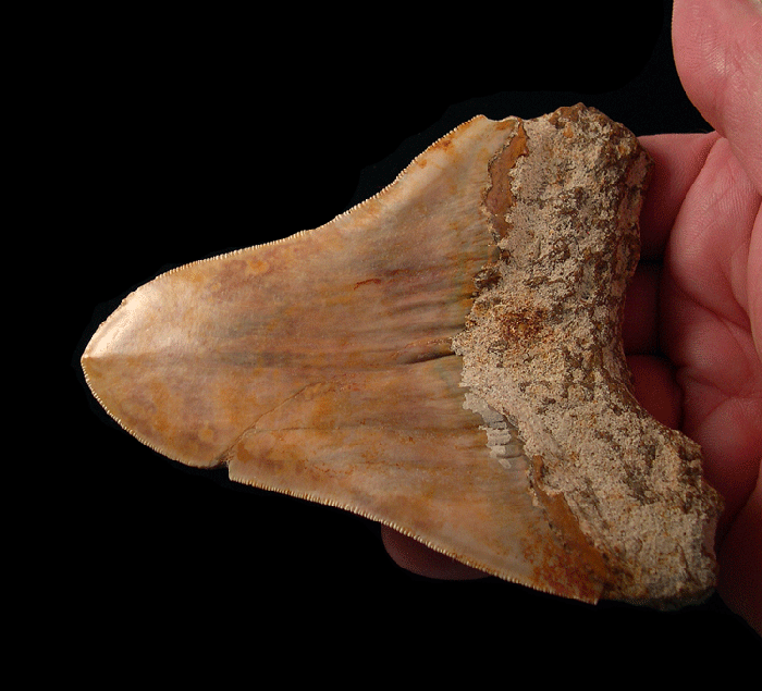 When the Unexpected Yields the Extraordinary: Megalodon Teeth from Lesser-Known Locations