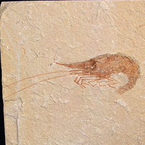 What Makes a Fossil Worth Thousands of Dollars?