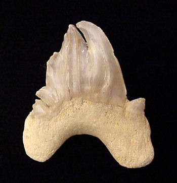 From Earth’s Depths to Your Display Case: The Story Behind These Rare Megalodon Tooth Mutations