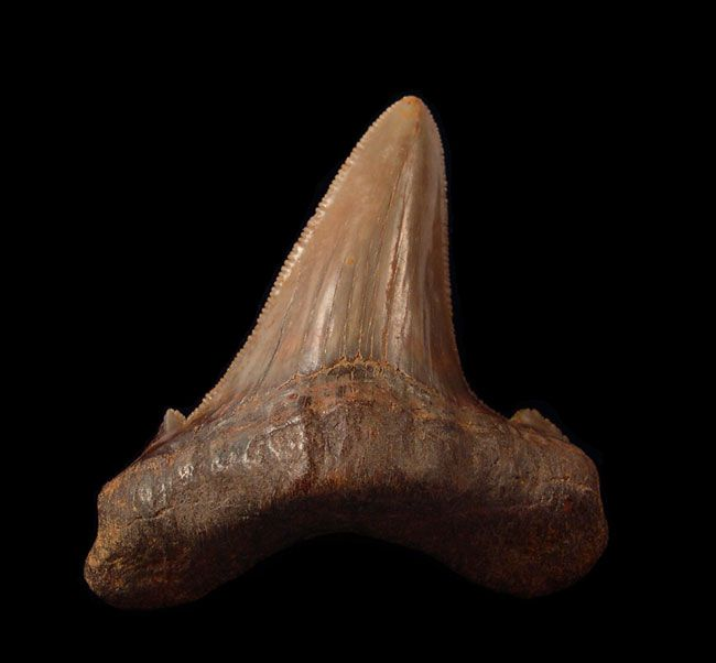 The Lost Giants of the Pisco Formation—Uncovering Peru Megalodon Tooth Fossils