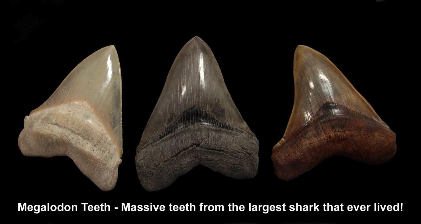 What Makes Megalodon Teeth So Valuable and Intriguing?