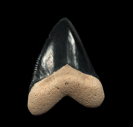 Baby Megalodon Tooth Size and Growth Patterns of the Ocean’s Greatest Predator