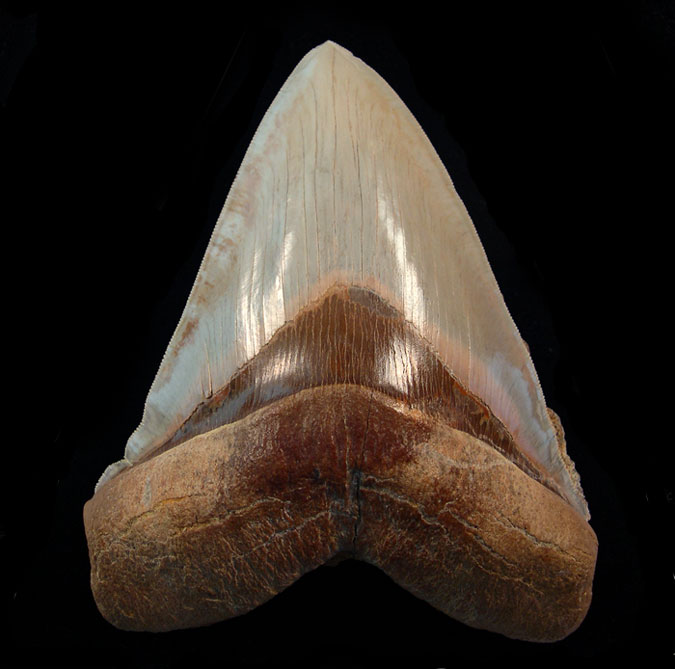 Is Your Chile Megalodon Tooth a Fake? Here How to Spot the Real Deal