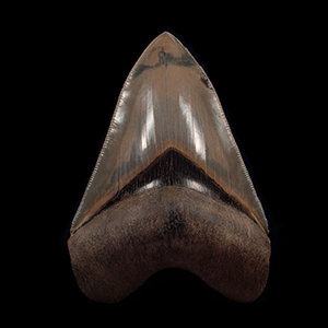 Why Collectors Prize the Aurora Megalodon Tooth Above All Others