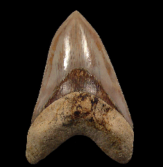 When a Man Finds Megalodon Tooth—What Young Scientists Can Learn About Prehistoric Sharks
