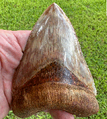 How Big Were Baby Megalodon Teeth Really?