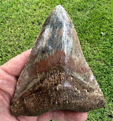 What Makes Megalodon Teeth the Ultimate Prehistoric Collectible?