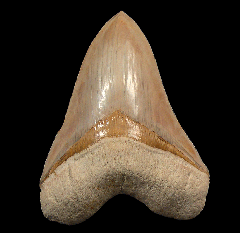 Why Bigger Is Rarer—Understanding Megalodon Tooth Price Through Marine Biology