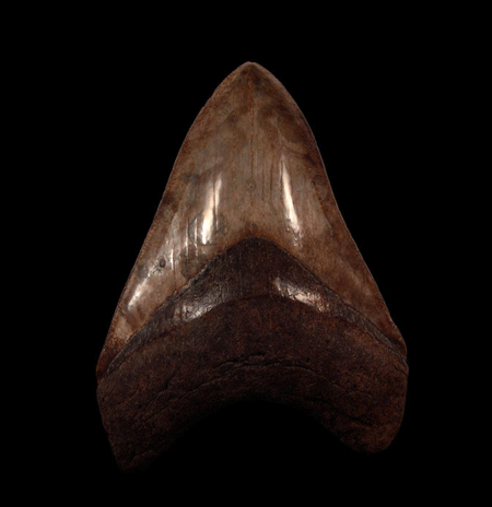 How to tell if a megalodon tooth is real using signs only seasoned dealers know?