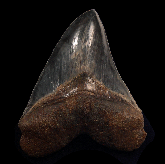 Megalodon Shark Tooth Stories—How Scientists Use Fossils to Rebuild Lost Oceans