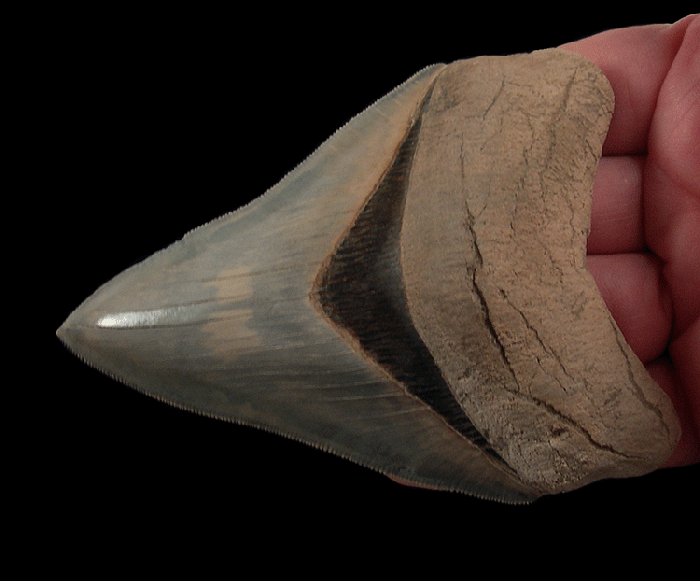 Why Carcharocles megalodon Teeth from Peru Are Among the Rarest in the World