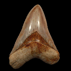 Megalodon Shark Tooth for Sale—How Paleontologists Evaluate Authenticity Before Pricing