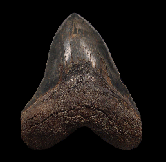 What a 7-Inch Megalodon Tooth Reveals About Miocene and Pliocene Marine Ecosystems