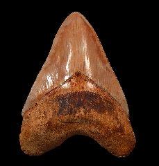 What Makes a Megalodon Tooth Necklace So Intriguing?