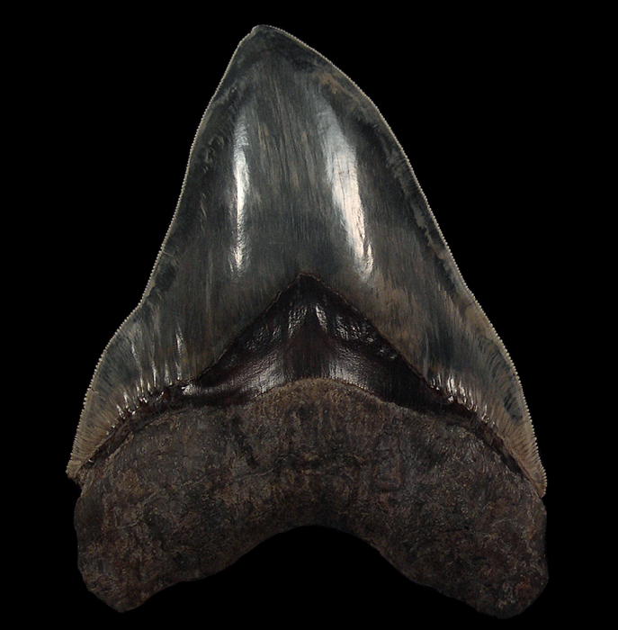 Could This Be the Most Coveted Fossil from Aurora?