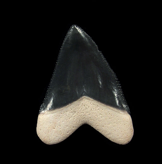 Can’t Afford a Real Megalodon Tooth? Here’s the Replica That Won’t Bite Your Wallet!