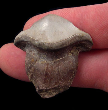 Discover the Fascinating World of Paleozoic Shark Teeth