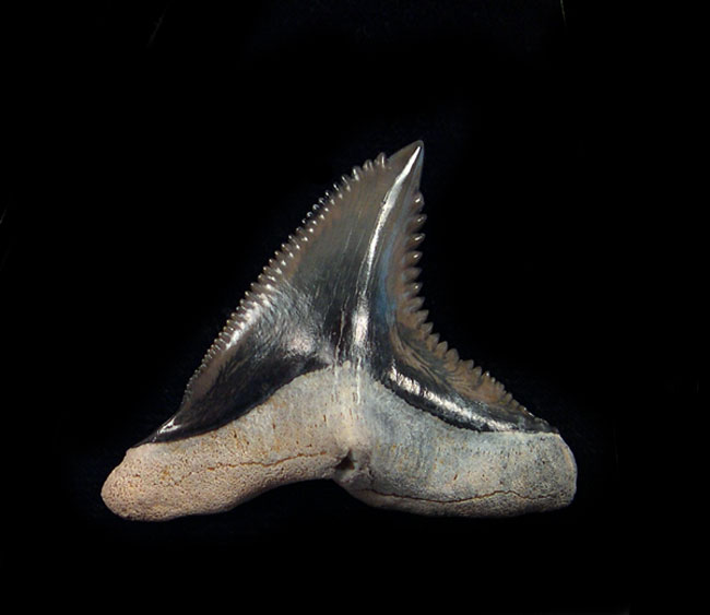 What Makes a Hemipristis Shark Tooth for Sale So Valuable to Fossil Collectors?