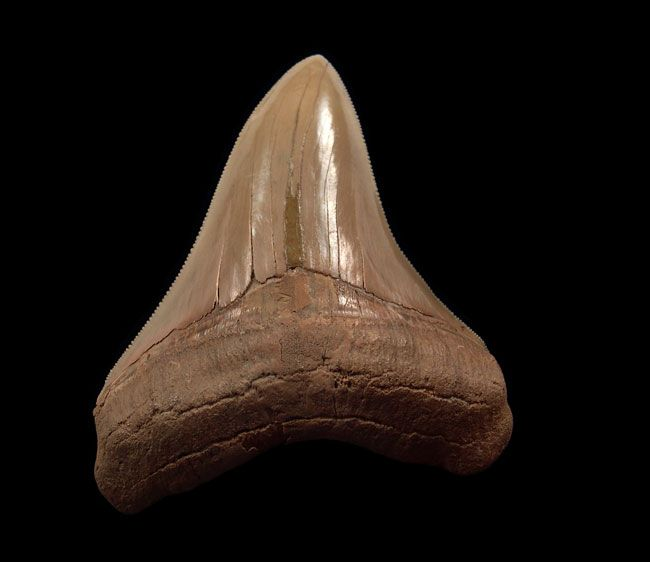 The Story Behind Calvert Cliffs Megalodon Teeth–What Makes This Location So Special?
