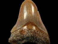 How The Largest Megalodon Tooth Ever Drives Fossil Buyer Demand?