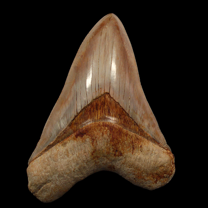 What Makes the Megalodon Shark Skeleton So Fascinating?