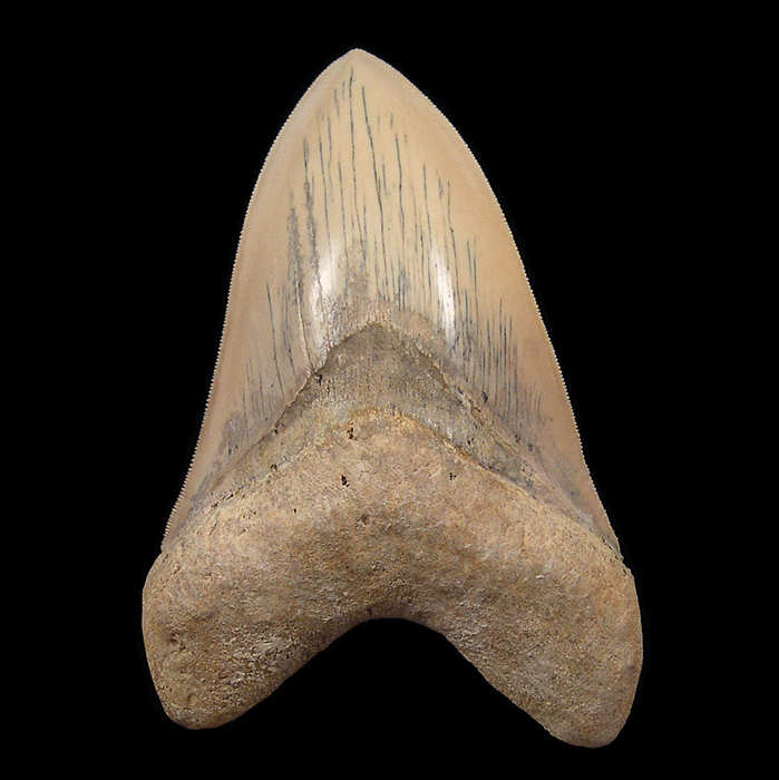 How to Start a Collection of Caribbean Carcharocles’ Megalodon Teeth on Any Budget
