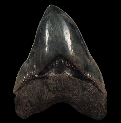 What Makes a Large Megalodon Tooth Over Six Inches So Rare and Valuable