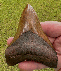 Why A Megalodon Tooth From North Carolina Is Every Collector’s Goal?