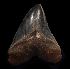 Why Florida Is the Best Place for Finding Megalodon Teeth in the U.S.