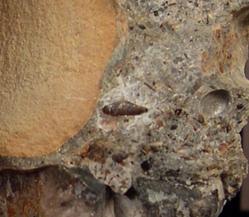 Why Megalodon Teeth in Britain Prove That Giants Once Ruled These Waters