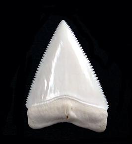 What Pathological Megalodon Teeth Reveal About Ancient Shark Lives