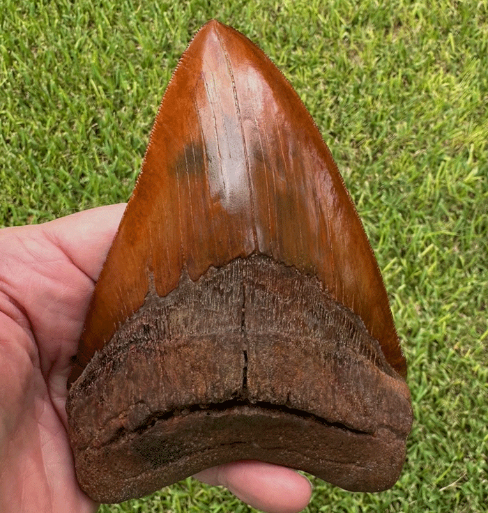 Not Your Average Souvenir: Why a North Carolina Megalodon tooth Outshines Seashells