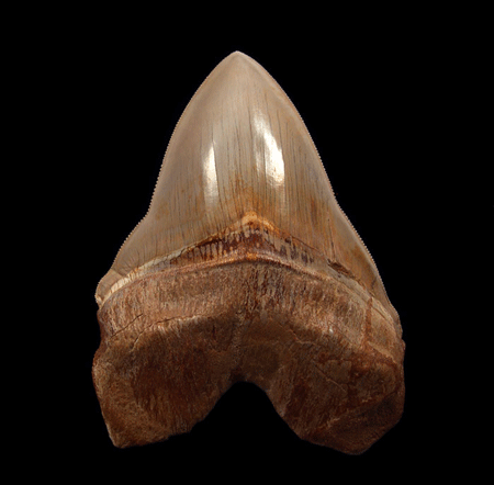 What to Look for When Shopping for Fossilized Shark Teeth: A Practical Guide