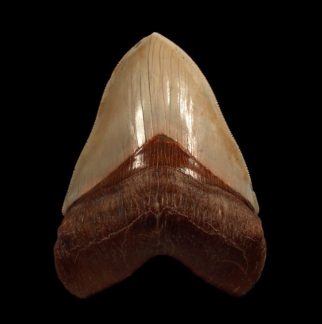 What Makes a Megalodon Tooth Worth Thousands?