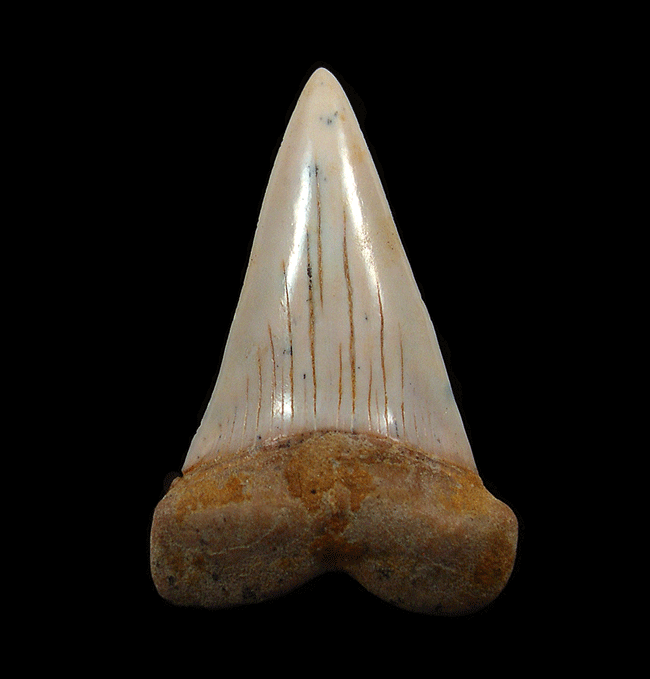 Looking for Authentic American Fossils? Try Sharktooth Hill Meg Tooth